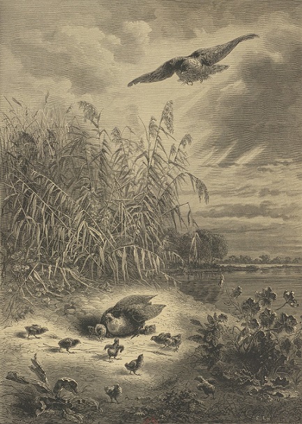 album chasse illustree