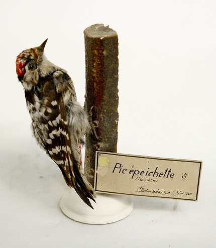 oiseau pic epeichette 1