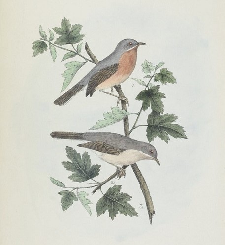 oiseaux europe fauvette 1