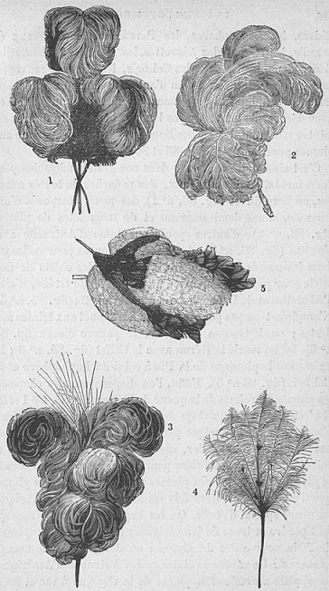 ornementation chapeaux